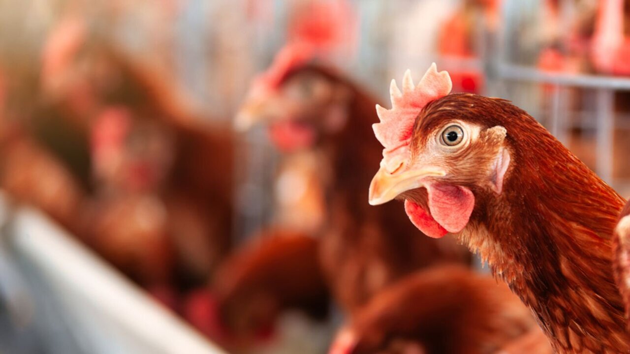 H5N1 Bird Flu Outbreak Confirmed in England