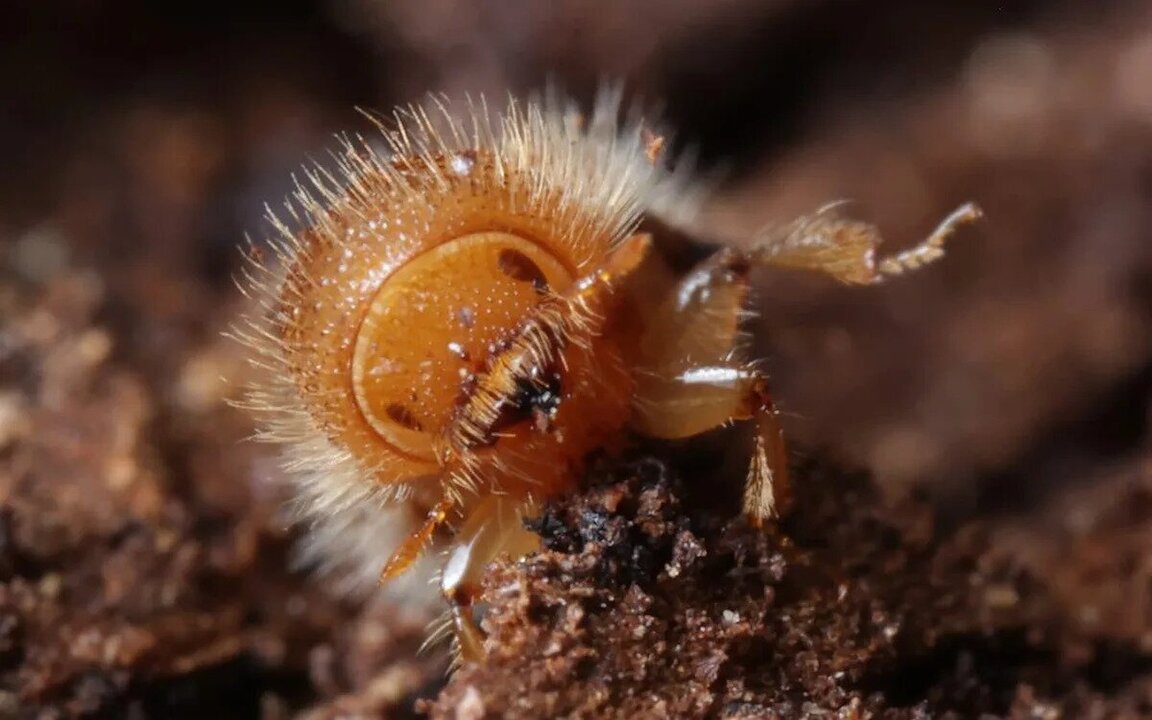 Conservation Efforts Deploy Dogs and Drones Against Beetle Threat