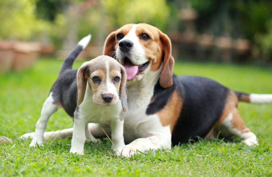 Boom in Britain’s Dog Population Raises Questions