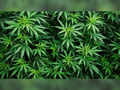 California’s High-Potency Cannabis Drives ‘Cali Weed’ Trend in the UK