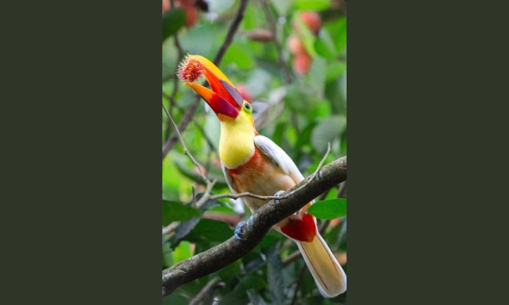 Rare White Toucan Fascinates Nature Enthusiasts in Costa Rica