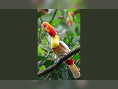 Rare White Toucan Fascinates Nature Enthusiasts in Costa Rica