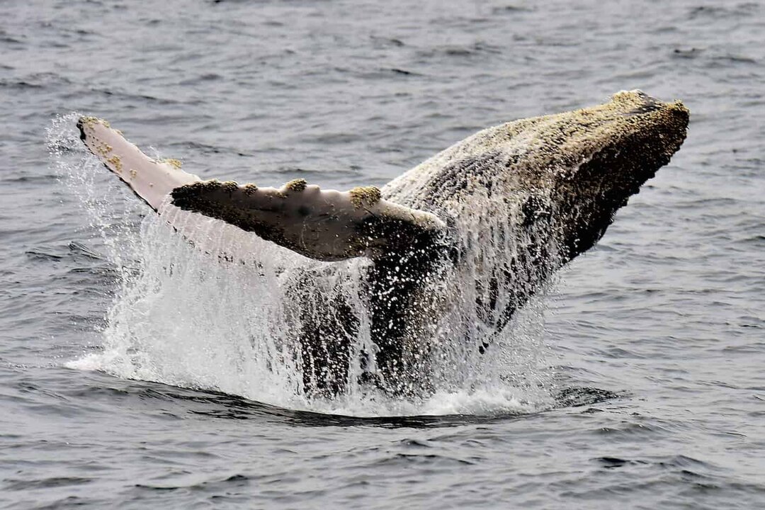 Whale and Dolphin Festival Returns to Marino Ballena Park