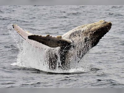 Whale and Dolphin Festival Returns to Marino Ballena Park