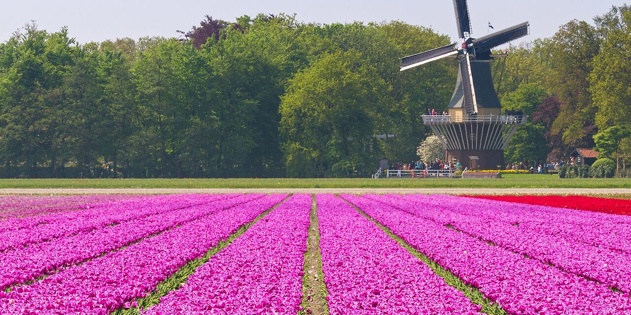 Amsterdam’s Massive Garden Showcases Over Seven Million Blooms