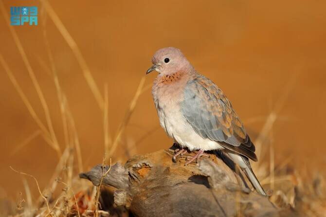 Hunting Season Begins in Saudi Arabia with New Wildlife Protection Rules