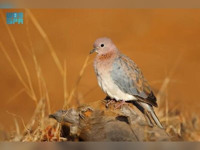 Hunting Season Begins in Saudi Arabia with New Wildlife Protection Rules