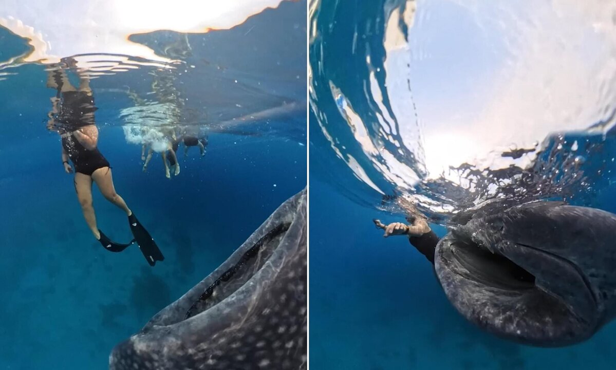 Snorkeler Narrowly Escapes Whale Shark Encounter in Philippines