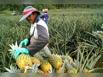 Costa Rica to Certify Sustainable Pineapples