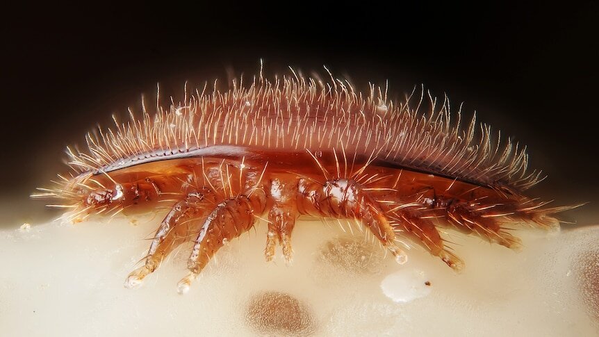 Varroa Mite Detected in South Australia for the First Time