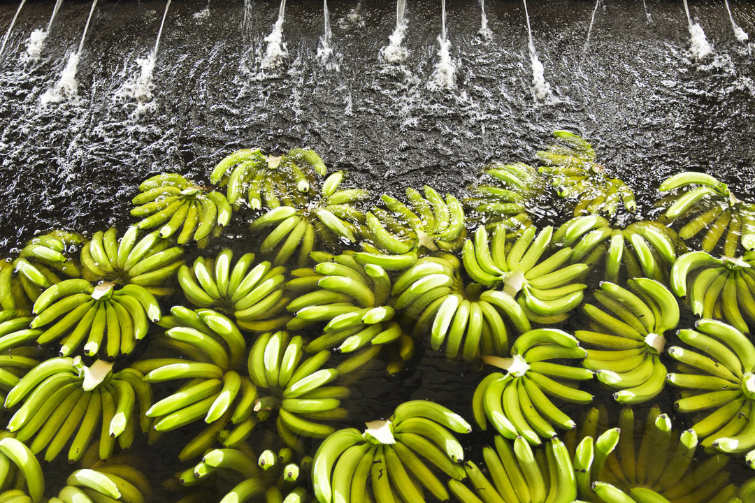 Costa Rican Banana Exports Drop 20 Percent