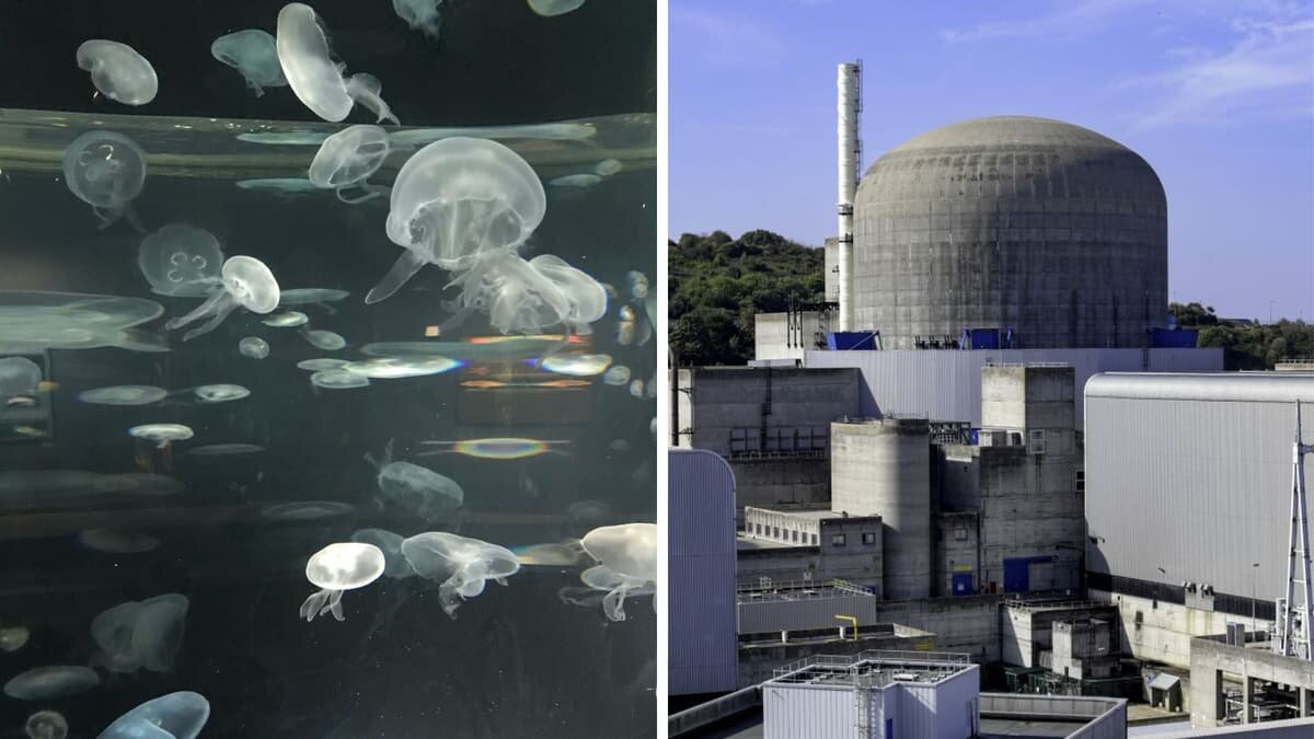 Jellyfish Swarm Forces Shutdown at French Nuclear Plant
