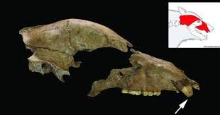 Fossil Evidence Confirms Gladiators Fought Bears in Serbia