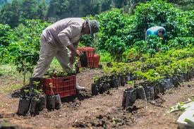Costa Rican Coffee Growers Struggle With Exchange Rate Pressures