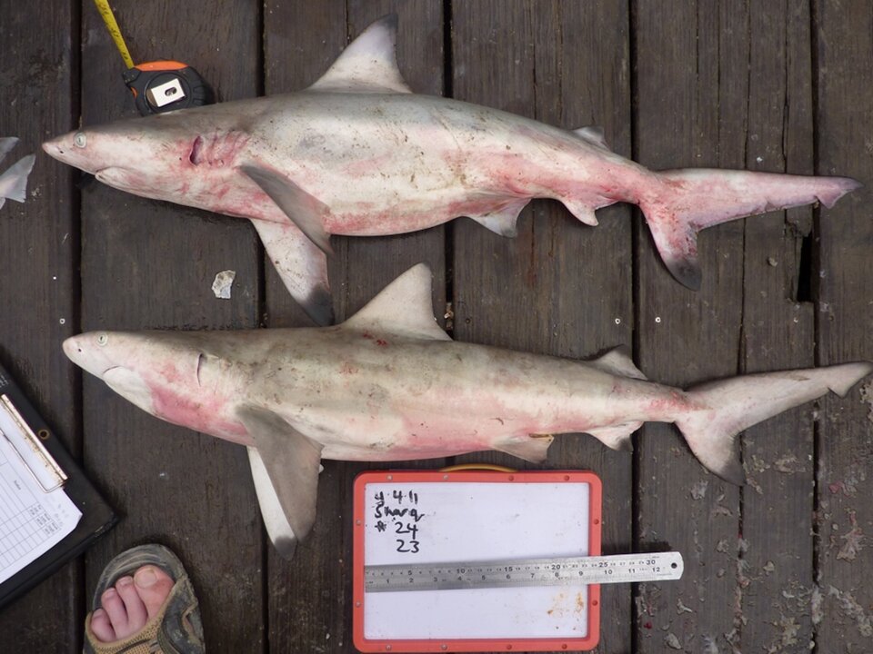 Extinct Shark Species Found at Kuwait Fish Market - Arab Press