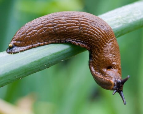 Slug Identified as Culprit Behind German Doorbell Disturbances