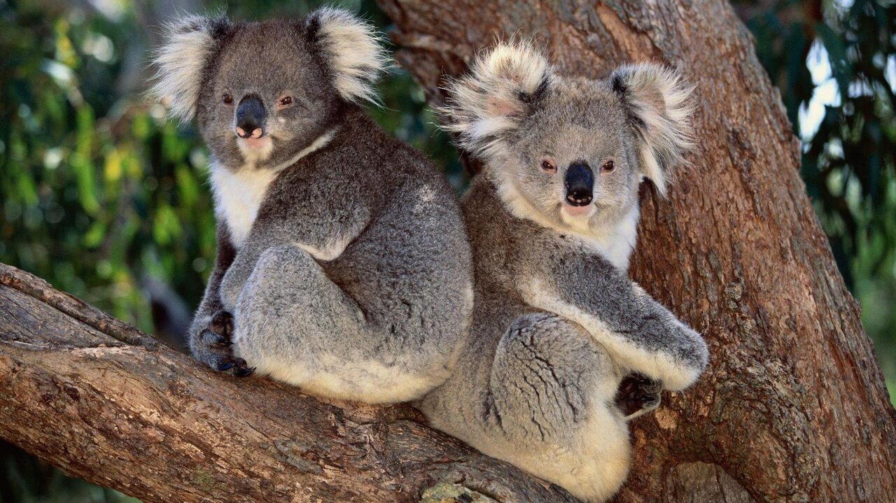 Australia Approves First Vaccine to Protect Koalas