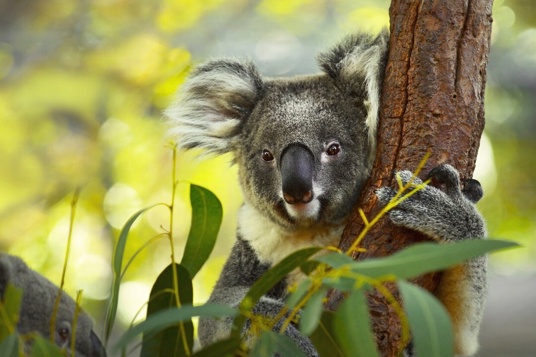 Australia Approves First Chlamydia Vaccine for Koalas