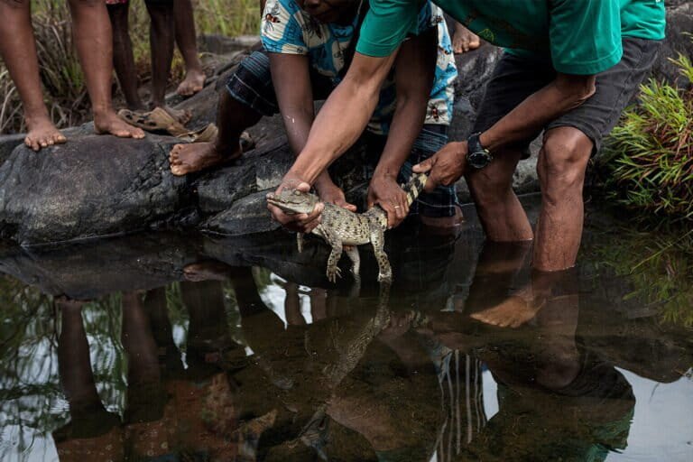 Indigenous Leaders Urge Protection of Philippine Crocodile