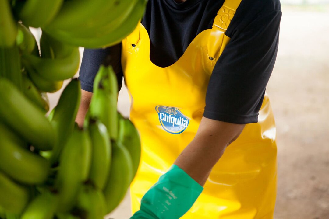 Chiquita and Panama Sign Deal to Revitalize Banana Industry