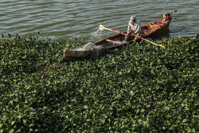 Invasive Plants and Bacteria Threaten Iraq's Euphrates River