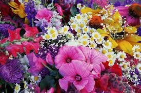 MM Flowers Opens Logistics Hub in Germany
