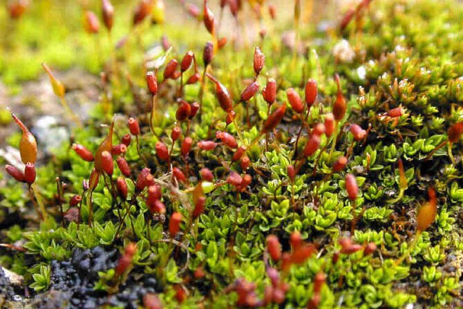 How Moss Could Cool and Decarbonize Saudi Cities