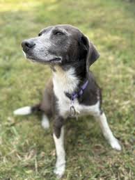 Lebanon Approves $3.5 Million Animal Control Facility