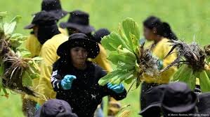 Invasive Water Weed Threatens El Salvador Wetland