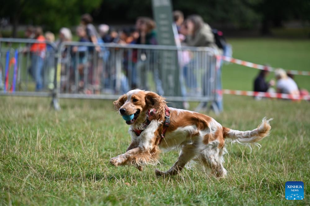 Dog-Themed Sports Event Entertains Crowds in Belgium