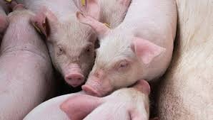 Philippines Launches New Technology Against African Swine Fever