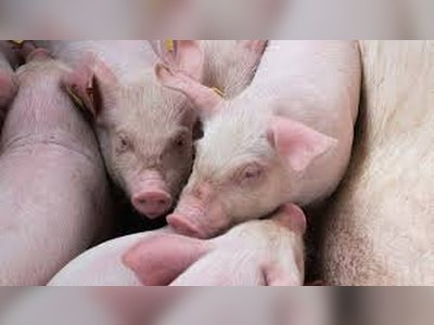 Philippines Launches New Technology Against African Swine Fever