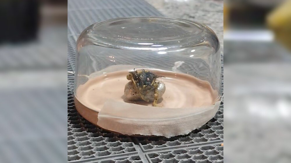 Meteorite Discovery in Panama Sparks Alien Life Debate
