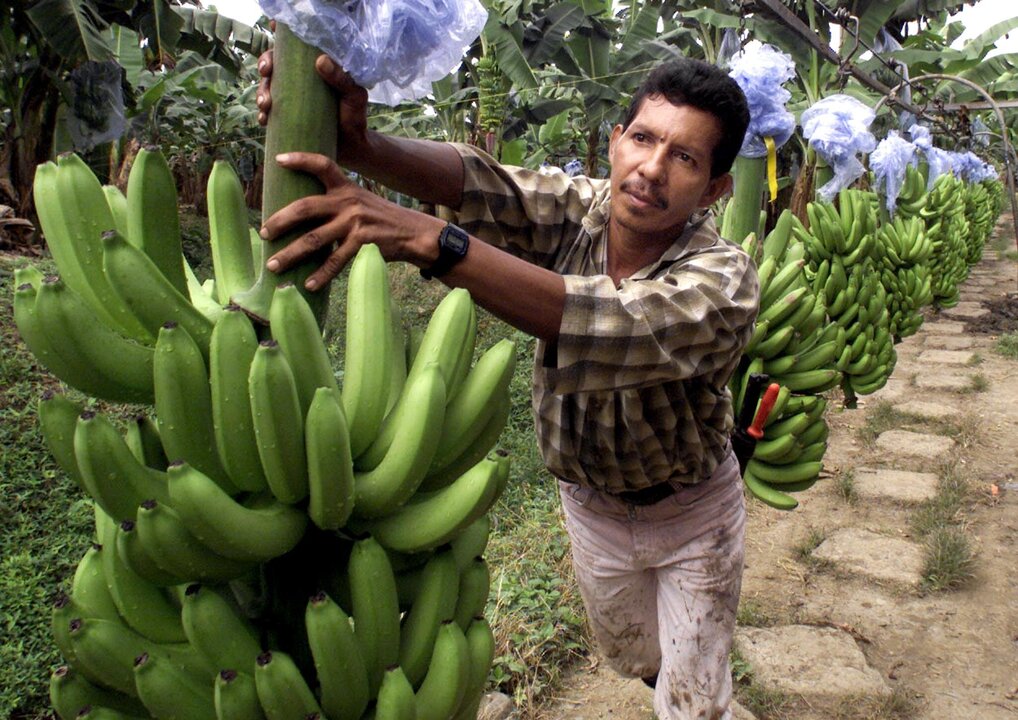 Costa Rican Banana Exports Fall 20 Percent Due to Heavy Rain