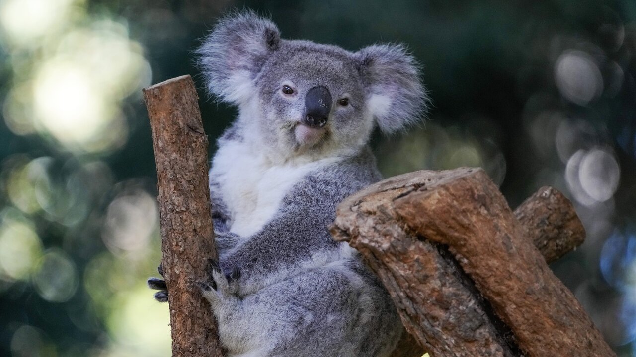 Australia Approves World’s First Koala Chlamydia Vaccine