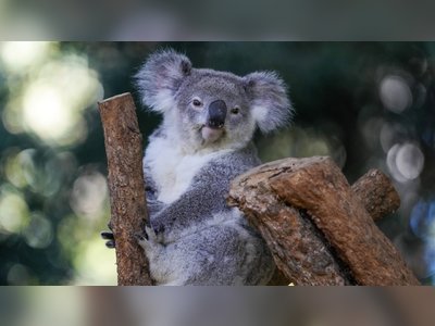 Australia Approves World’s First Koala Chlamydia Vaccine