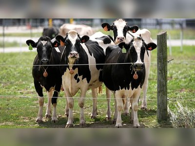 Magyarország betiltja a külföldi tejipari vállalatok felvásárlását.