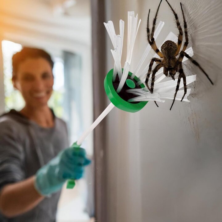 Warnings Issued Over Dangerous Spiders in Ireland