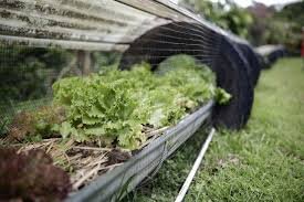 Costa Rica’s Permaculture Revolution Gains Momentum