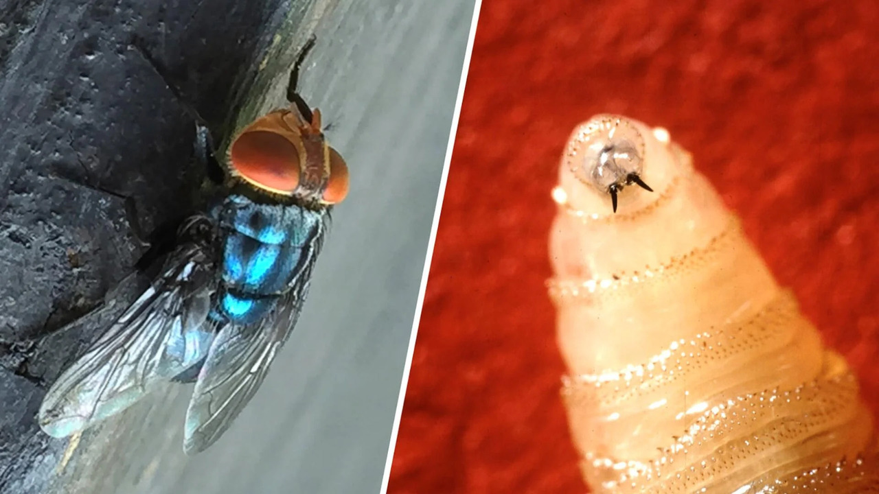 U.S. Warns of Screwworm Threat in Central America