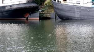 Seal Spotted Relaxing in Amsterdam Canals