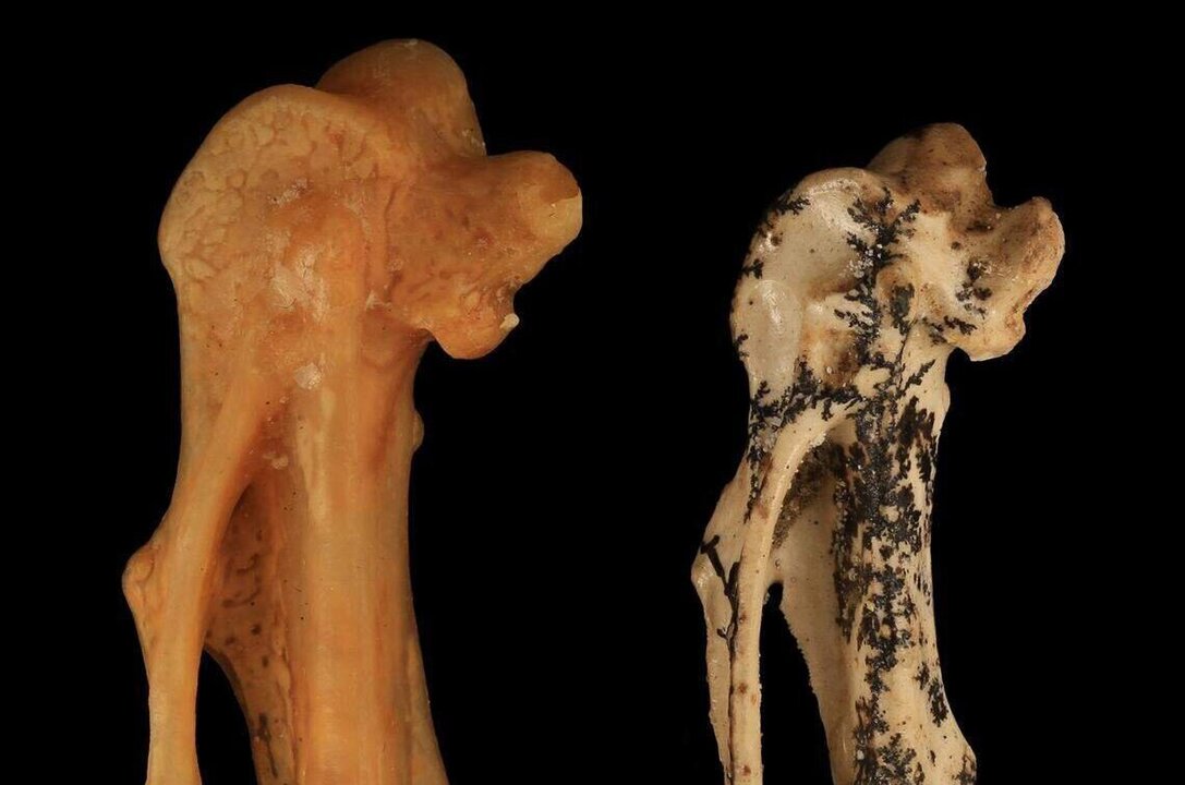 17-Million-Year-Old Songbird Fossil Unearthed in Australia