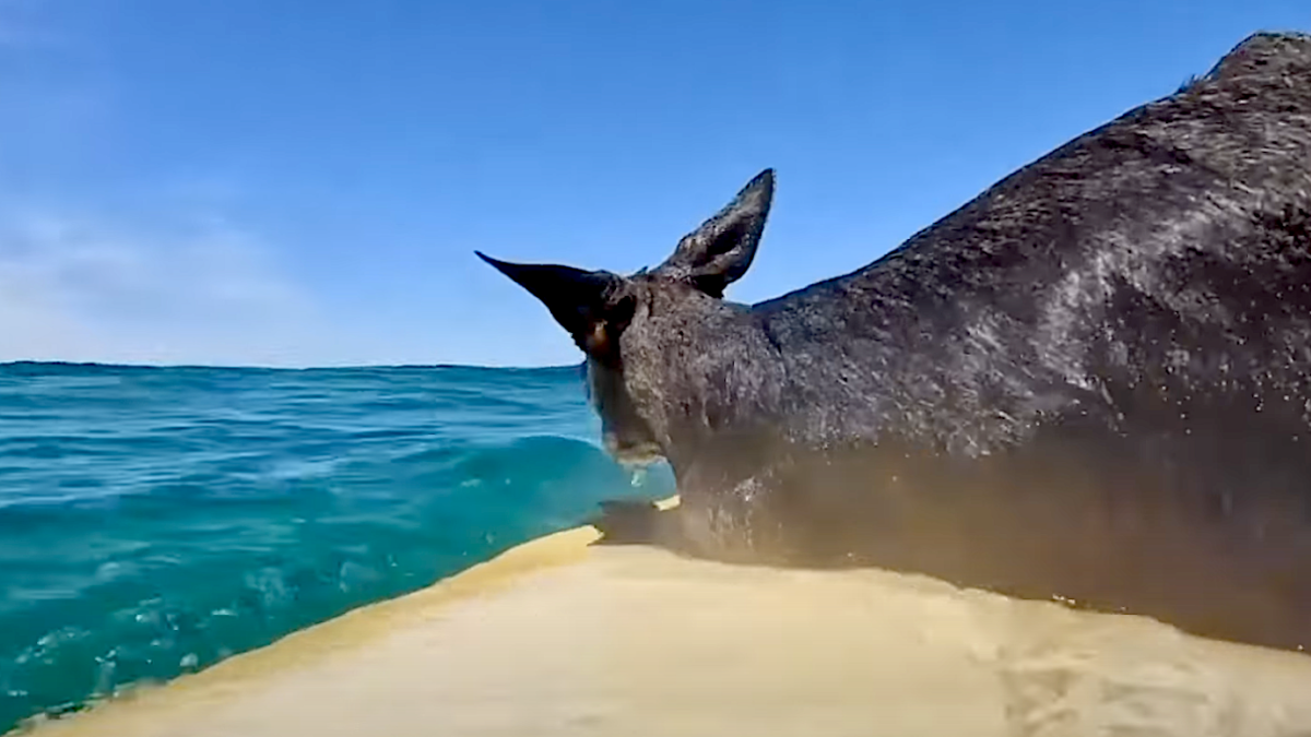 Surfers Save Drowning Wallaby in Australia