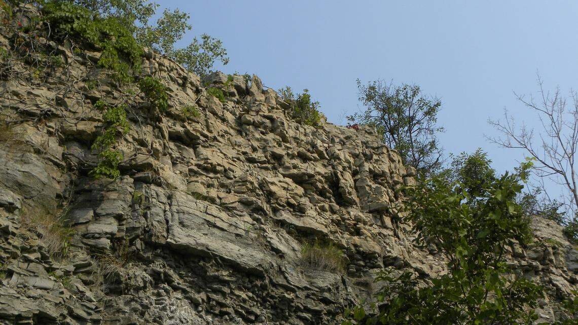 Rare Dinosaur Remains Discovered in Germany