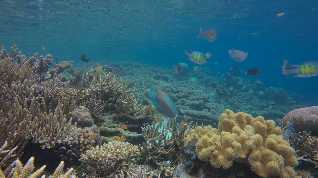 Belgium and Chile Compete to Host High Seas Treaty Secretariat