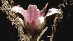 Race to Save World’s Rarest Orchid in Australia