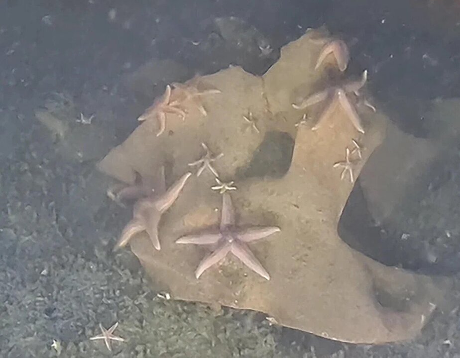 Nazi-Era Bombs Found Off German Coast Host Marine Life