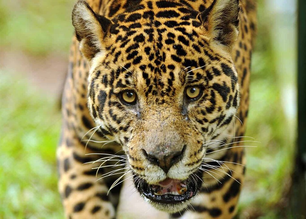 Panama Ranches Adopt Measures to Protect Jaguars