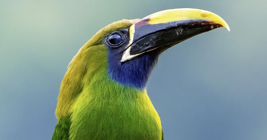 Bird Club to Highlight Costa Rica’s Avian Richness