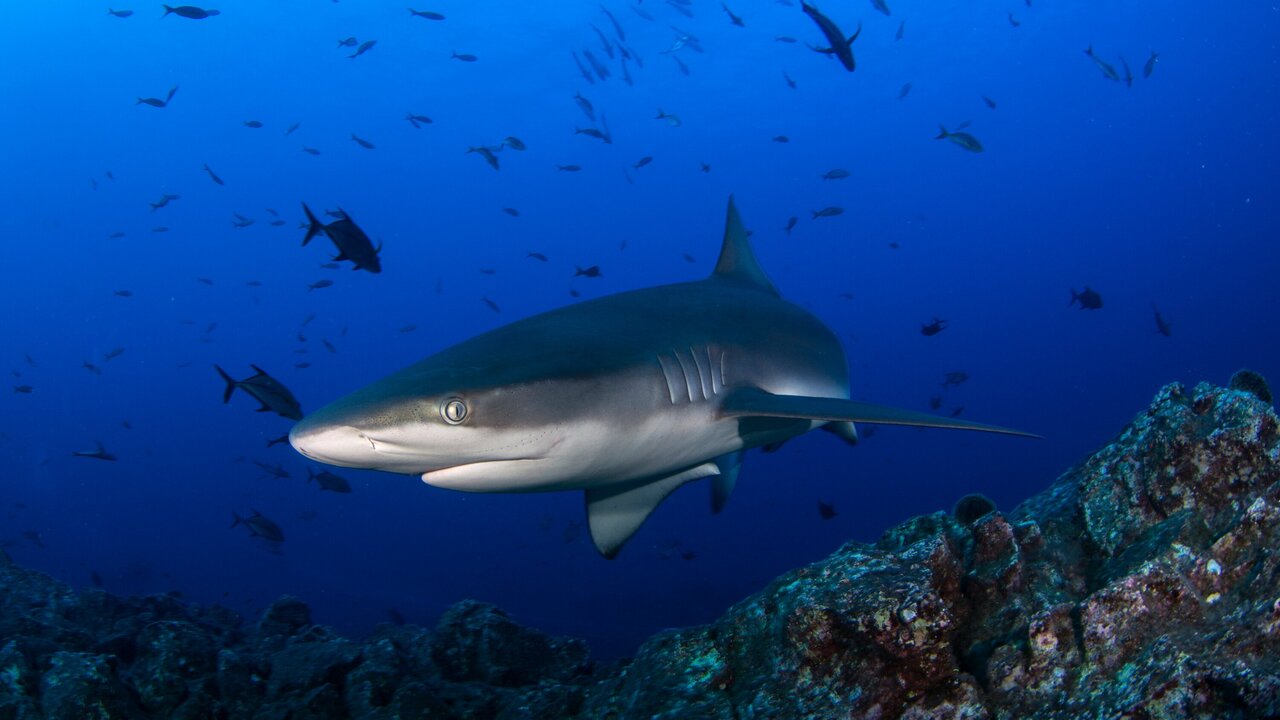 Scientist Survives Shark Attack in Costa Rica